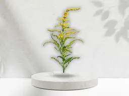 Solidago
